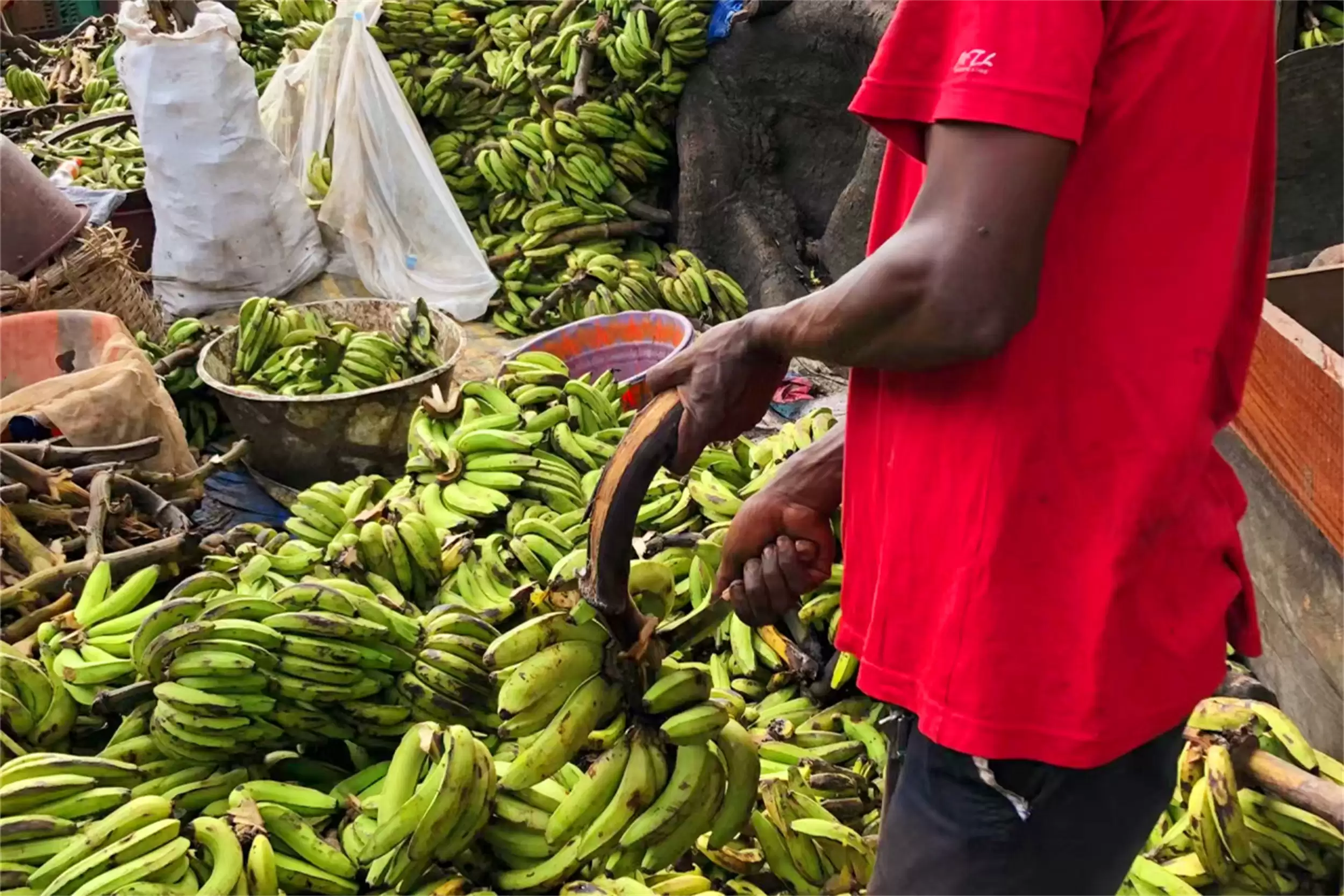 非洲主食大揭秘：四种食物撑起饮食插图14