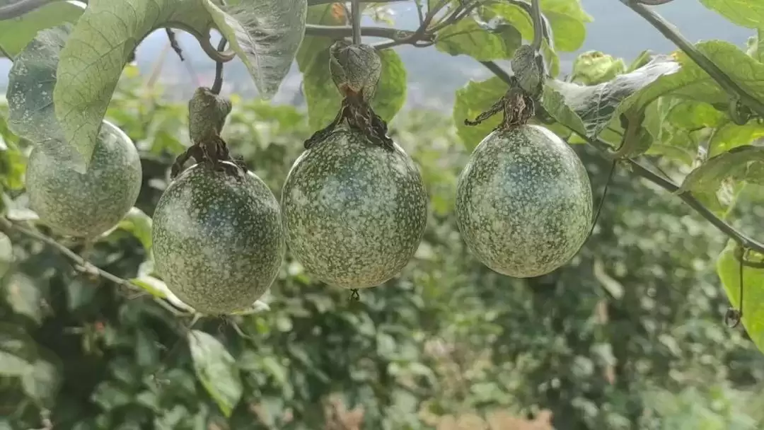 西昌海南街道百香果丰收，40亩果园甜到游客心间！插图2