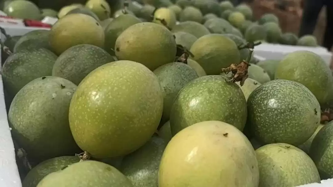 西昌海南街道百香果丰收，40亩果园甜到游客心间！插图6
