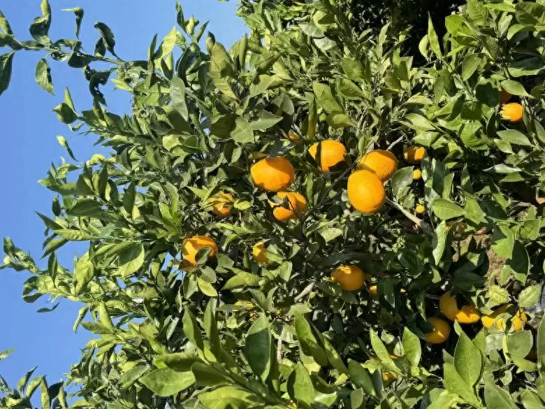 水果丰收季，“橙”意满满邀约西昌香甜之行！-会东网