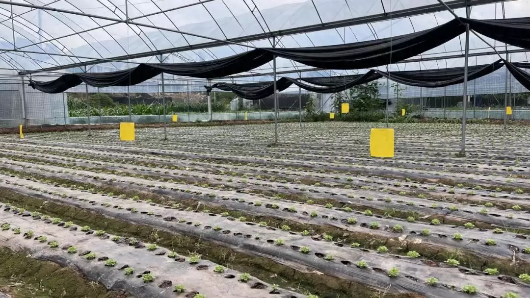 西昌“三端”发力,保障“菜篮子”稳定供应与质量!-会东网