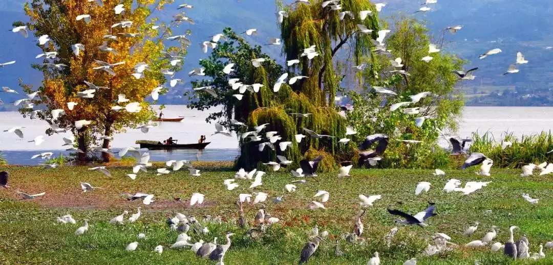 西昌河湖长制成效显，绘就人水和谐美丽新画卷！插图7