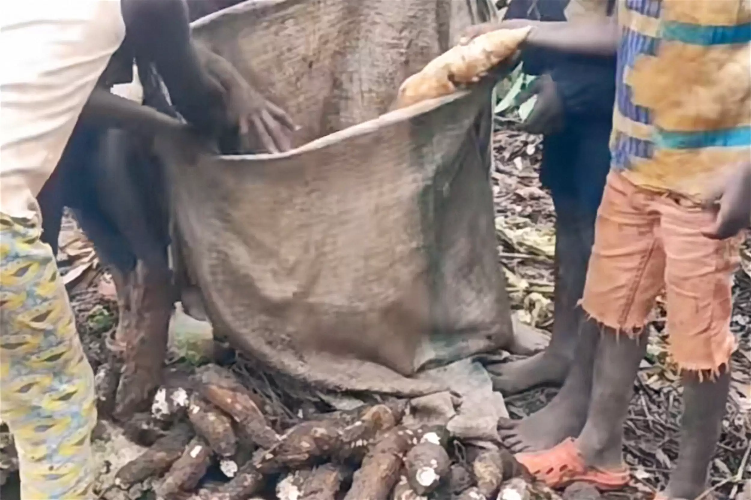 非洲主食大揭秘：四种食物撑起饮食插图3