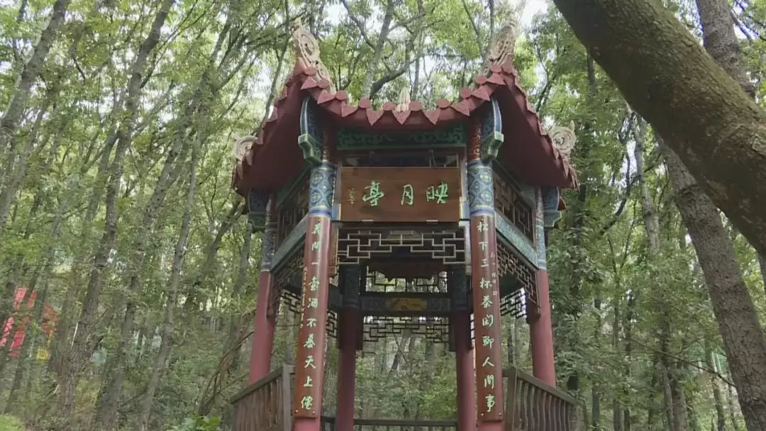 泸山景区提质升级“焕新”，旅游品质提升新形象！插图6