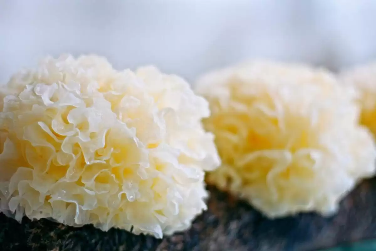 秋分饮食指南：吃谷咬薯尝白顺时安插图14