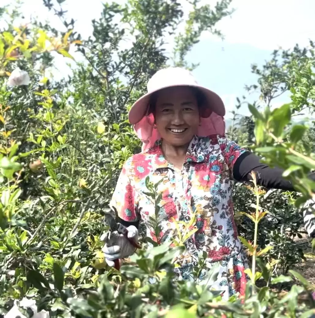 秋至西昌客家石榴甜，黄联大德等你来赏美味！插图3