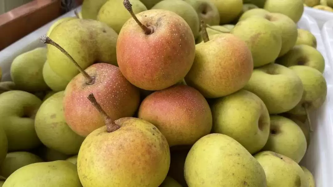 西昌安哈镇秋梨丰收，果香四溢弥漫整个小镇！插图4