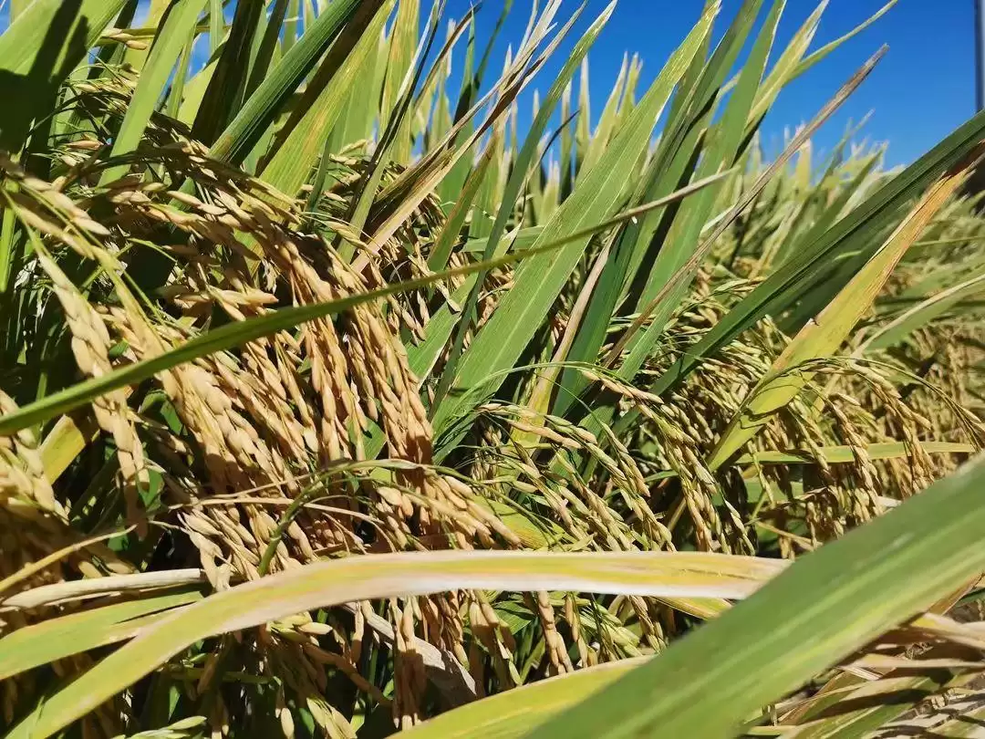 西昌大米浙江获奖，品质优良香飘千里获殊荣！插图1