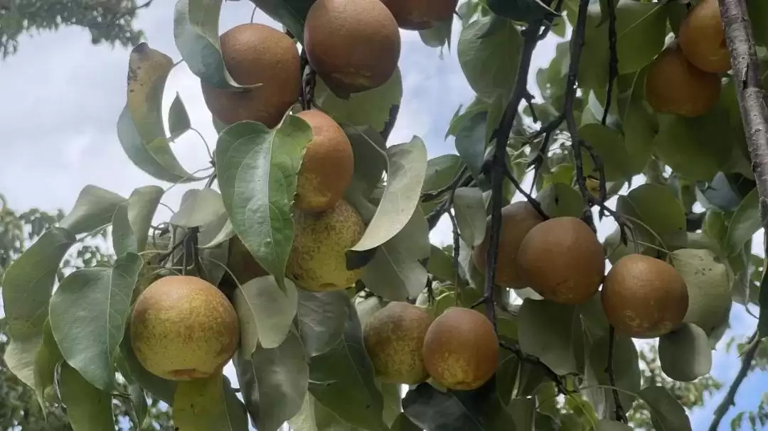 西昌安哈镇秋梨丰收，果香四溢弥漫整个小镇！插图5