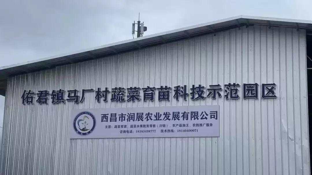 春华秋实又一年，西昌丰收盛景喜获丰收成果！插图5