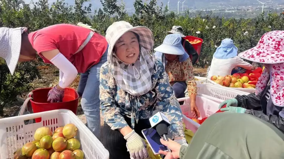 秋至西昌客家石榴甜，黄联大德等你来赏美味！插图2