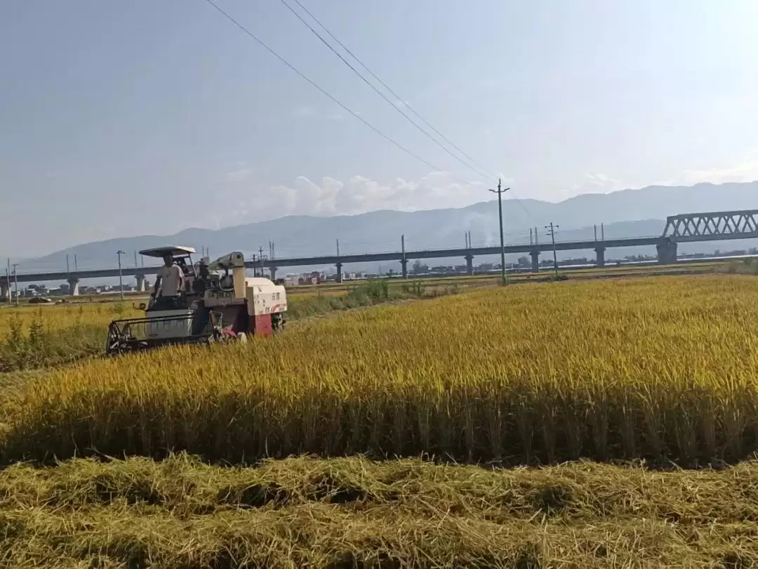 春华秋实又一年，西昌丰收盛景喜获丰收成果！插图4