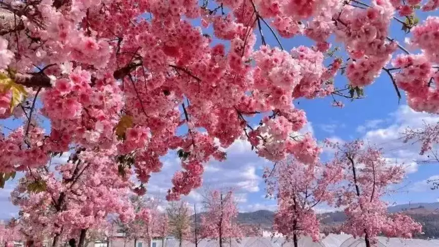 西昌筑梦绿色生态立市，引领高质量发展新方向！插图5