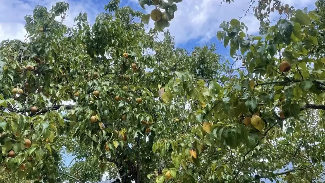 西昌安哈镇秋梨丰收，果香四溢弥漫整个小镇！-会东网