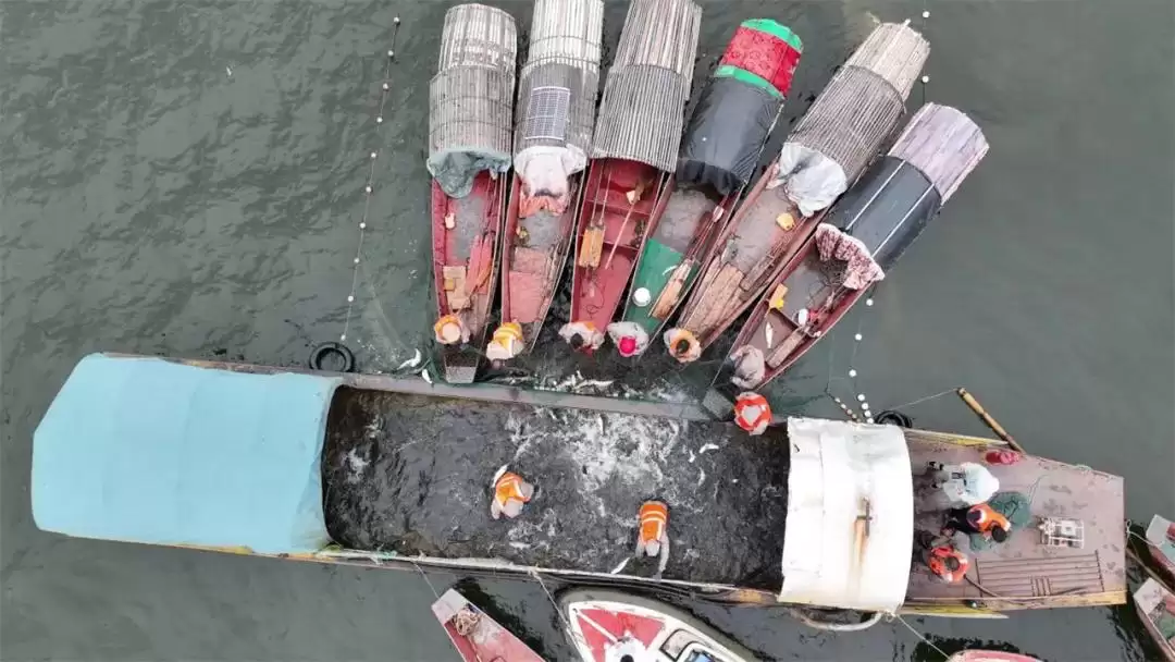 西昌邛海开海节盛大举行，568斤鱼王拍出高价88万！插图7