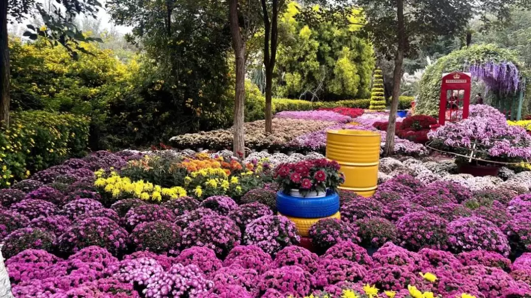 西昌菊展盛大开幕，135种37000多盆菊花惊艳全场！插图2