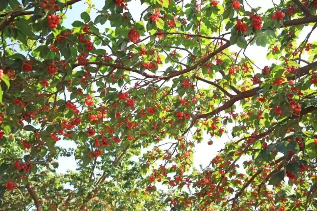 西昌城乡融合大发展，振兴乡村踏上加速度征程！插图5