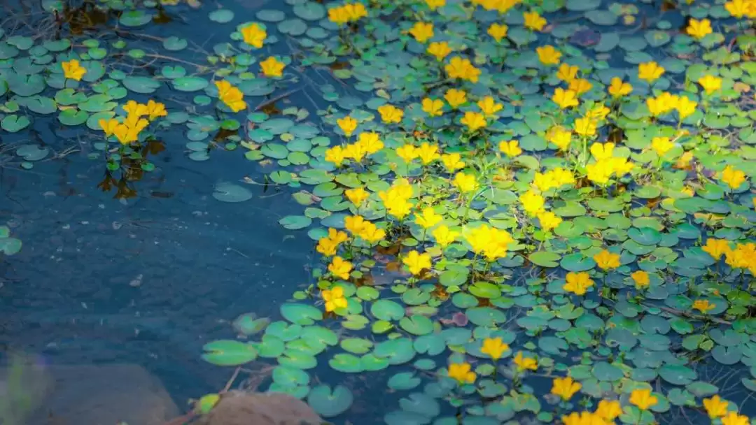 秋天第一场旅行就选西昌，开启秋日美好旅程！插图1