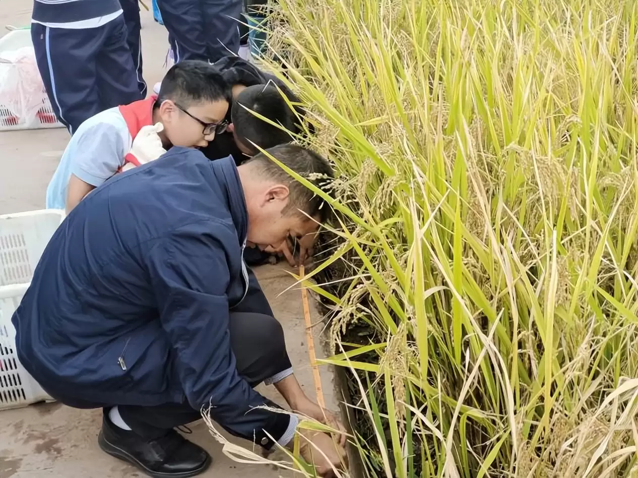 西昌一小学生项目式学习，体验农耕文化乐趣收获！插图1