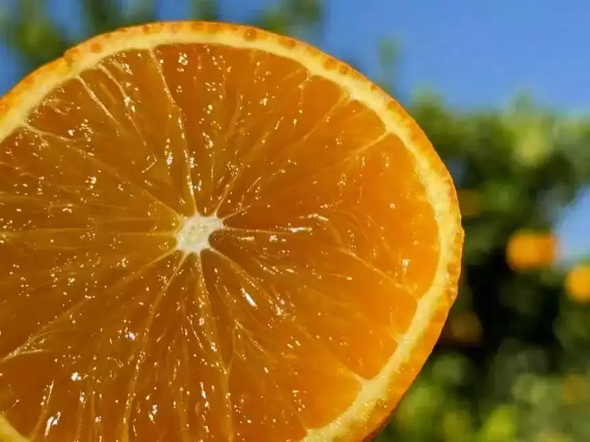 水果丰收季，“橙”意满满邀约西昌香甜之行！插图3