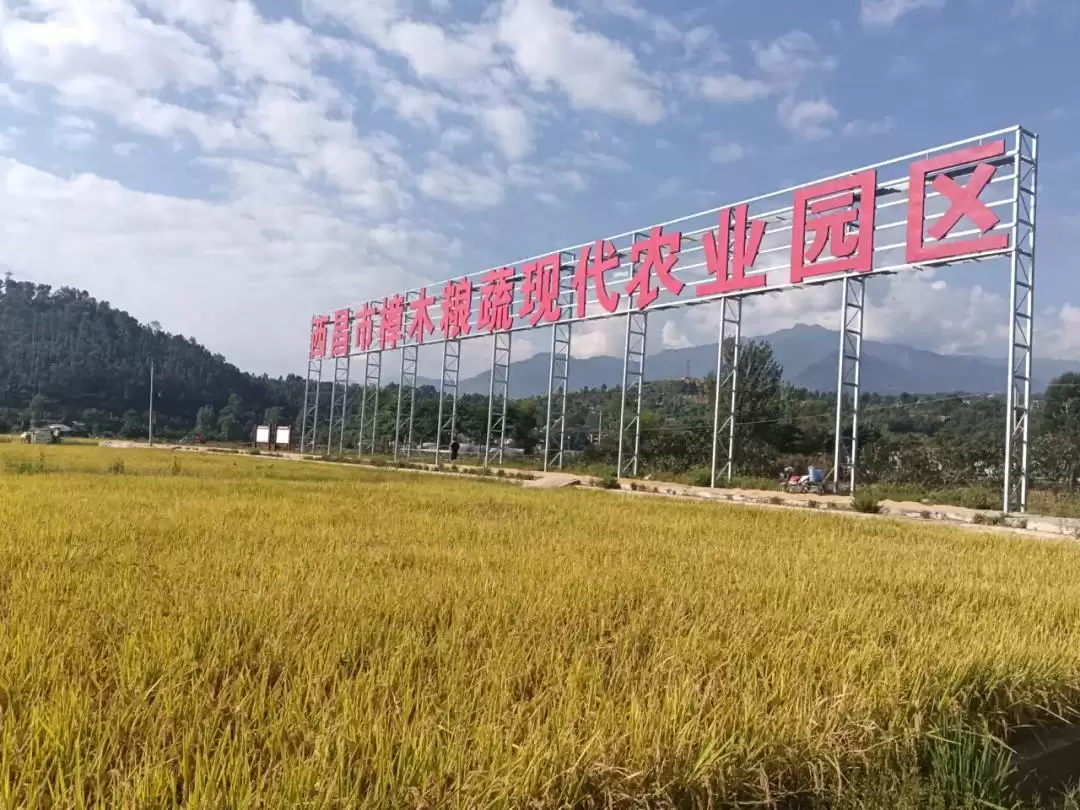 春华秋实又一年，西昌丰收盛景喜获丰收成果！插图2