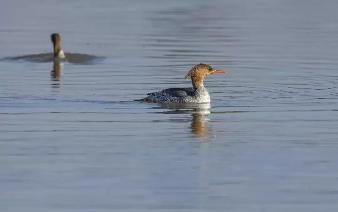 西昌河湖长制成效显，绘就人水和谐美丽新画卷！插图1