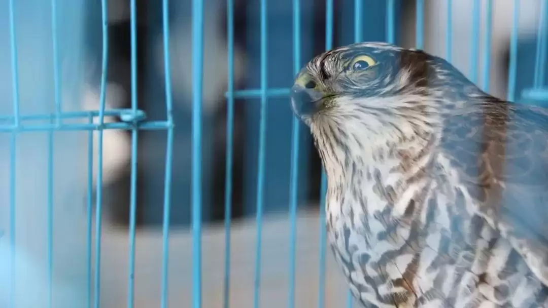 西昌小型猛禽“落难”，众人携手救助传递温暖情！插图2