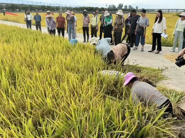 丰收时节西昌多彩活动，共庆岁稔年丰新景象！插图3