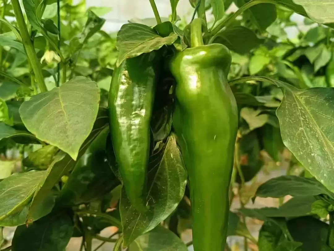 春华秋实又一年，西昌丰收盛景喜获丰收成果！插图8