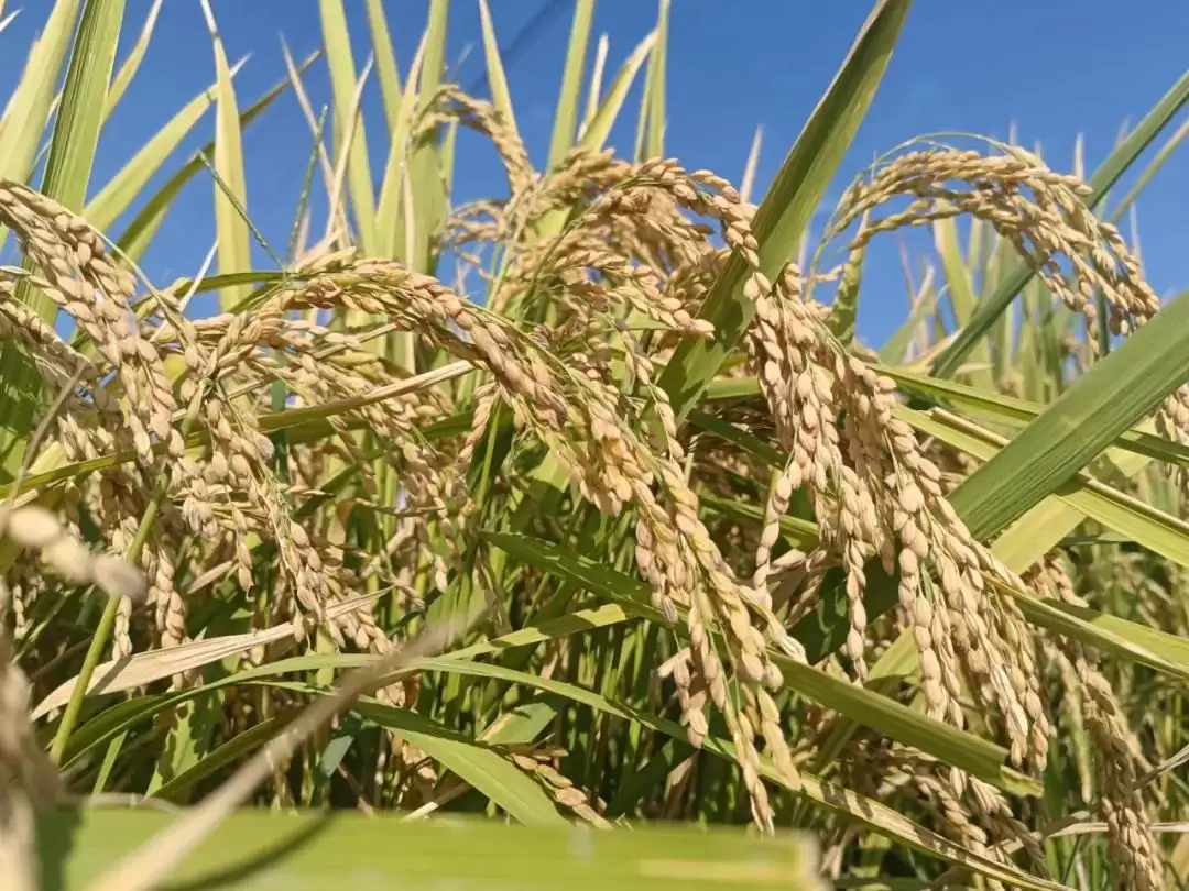 春华秋实又一年，西昌丰收盛景喜获丰收成果！插图3