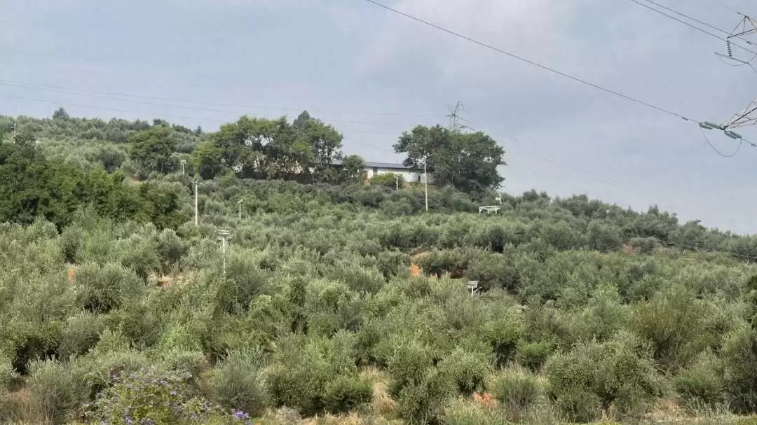 西昌安哈镇油橄榄丰收,金秋时节硕果累累迎丰收!-会东网