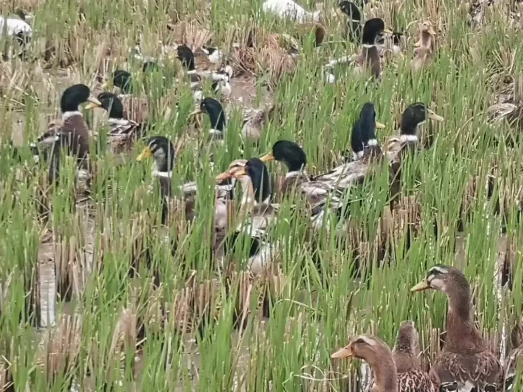 西昌大米浙江获奖，品质优良香飘千里获殊荣！插图5