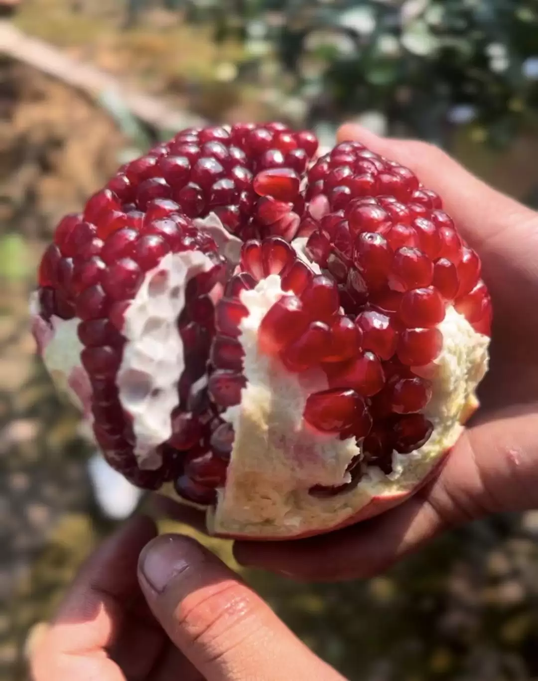 秋至西昌客家石榴甜，黄联大德等你来赏美味！插图1