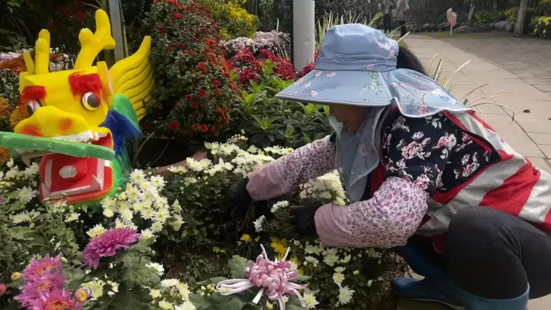 菊展园丁精心守护，以绣花功夫保障文明出行环境！插图2