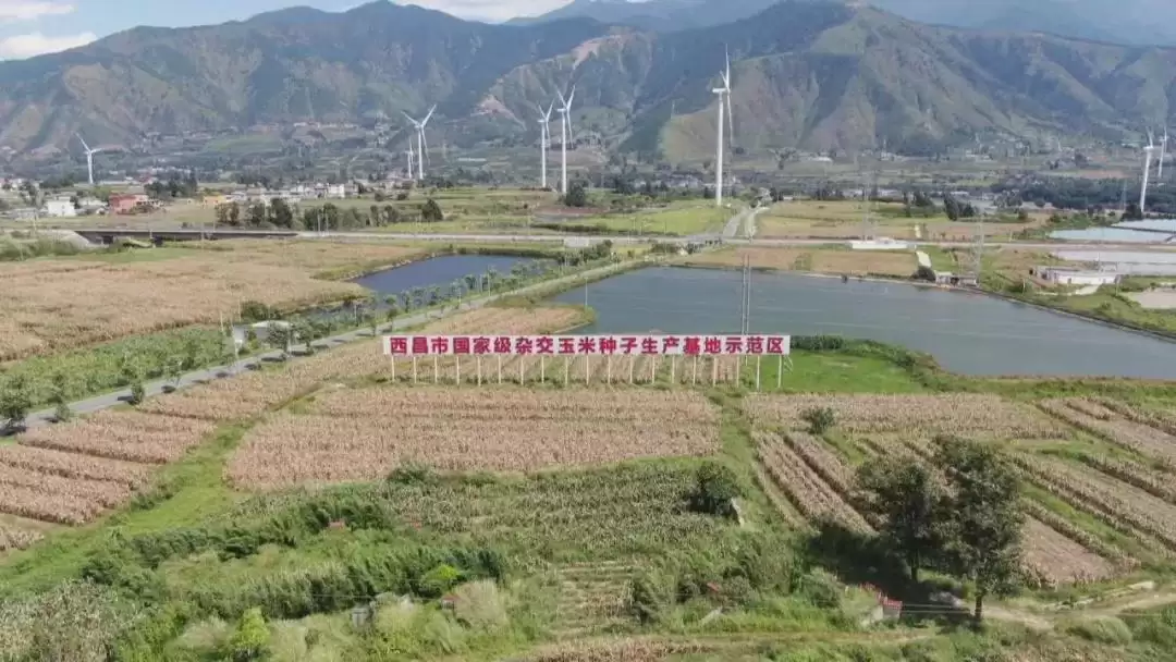 春华秋实又一年，西昌丰收盛景喜获丰收成果！插图11