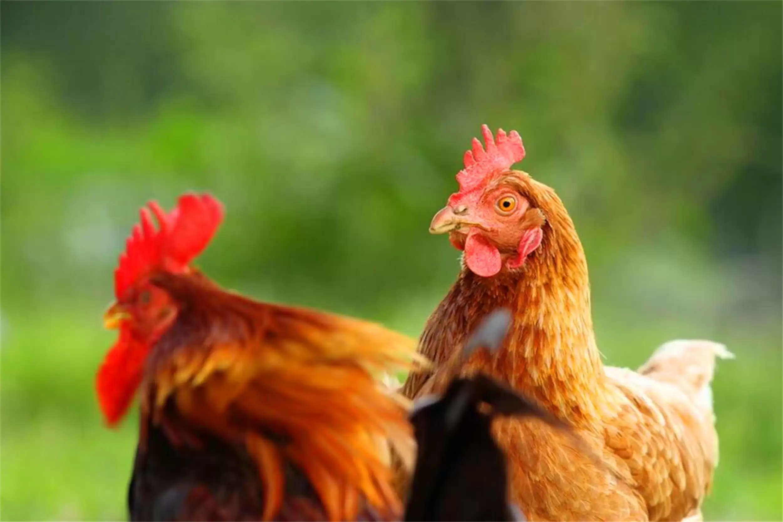 中秋节饮食忌宜：遵循传统乐团圆插图1