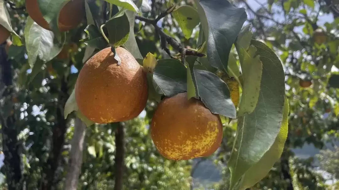 西昌安哈镇秋梨丰收，果香四溢弥漫整个小镇！插图6