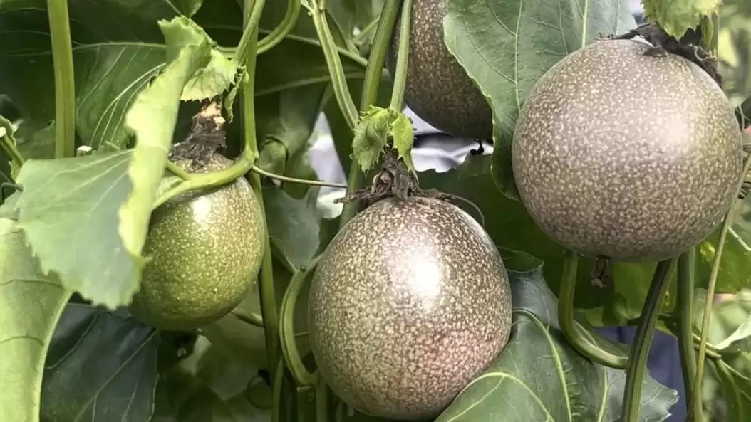 西昌海南街道百香果丰收，40亩果园甜到游客心间！插图3