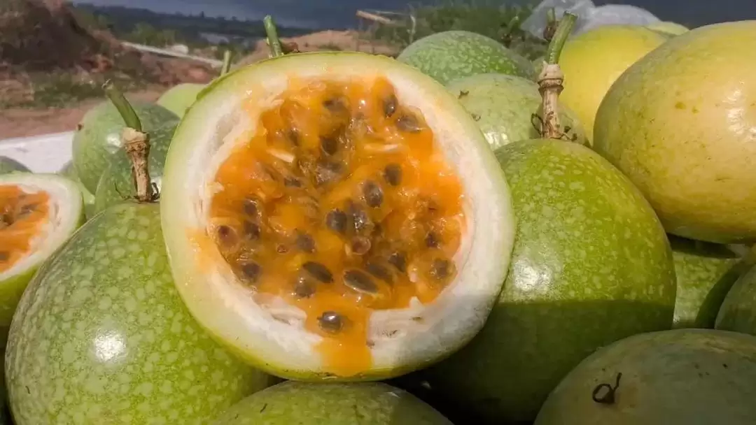 西昌海南街道百香果丰收，40亩果园甜到游客心间！插图4