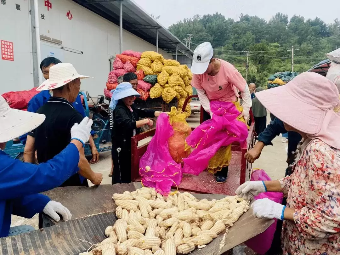 春华秋实又一年，西昌丰收盛景喜获丰收成果！插图10