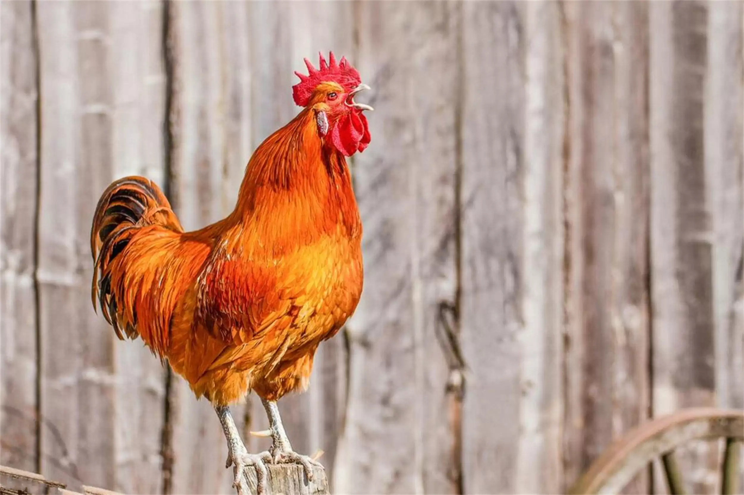 中元节“吃3宝”习俗，平安顺遂祈愿插图1