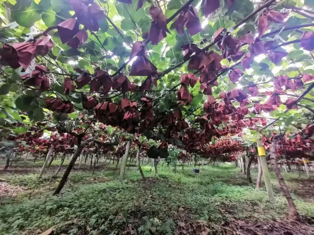 春华秋实又一年，西昌丰收盛景喜获丰收成果！插图12