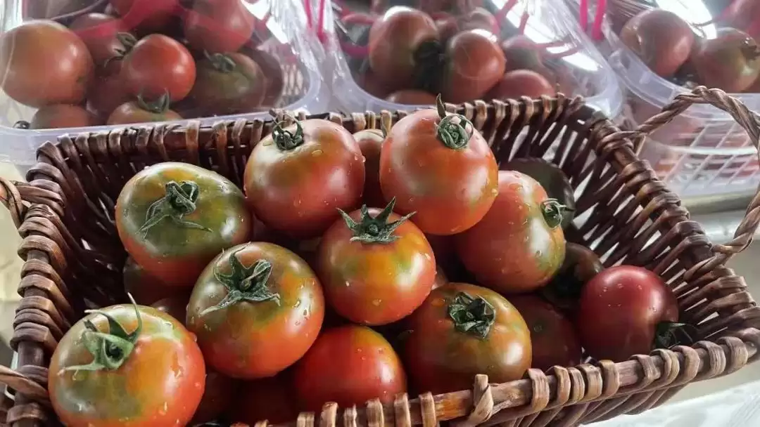 春华秋实又一年，西昌丰收盛景喜获丰收成果！插图7