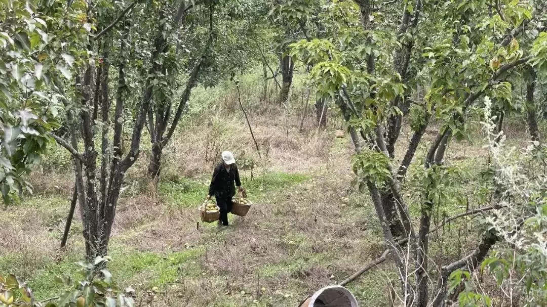 西昌安哈镇秋梨丰收，果香四溢弥漫整个小镇！插图2