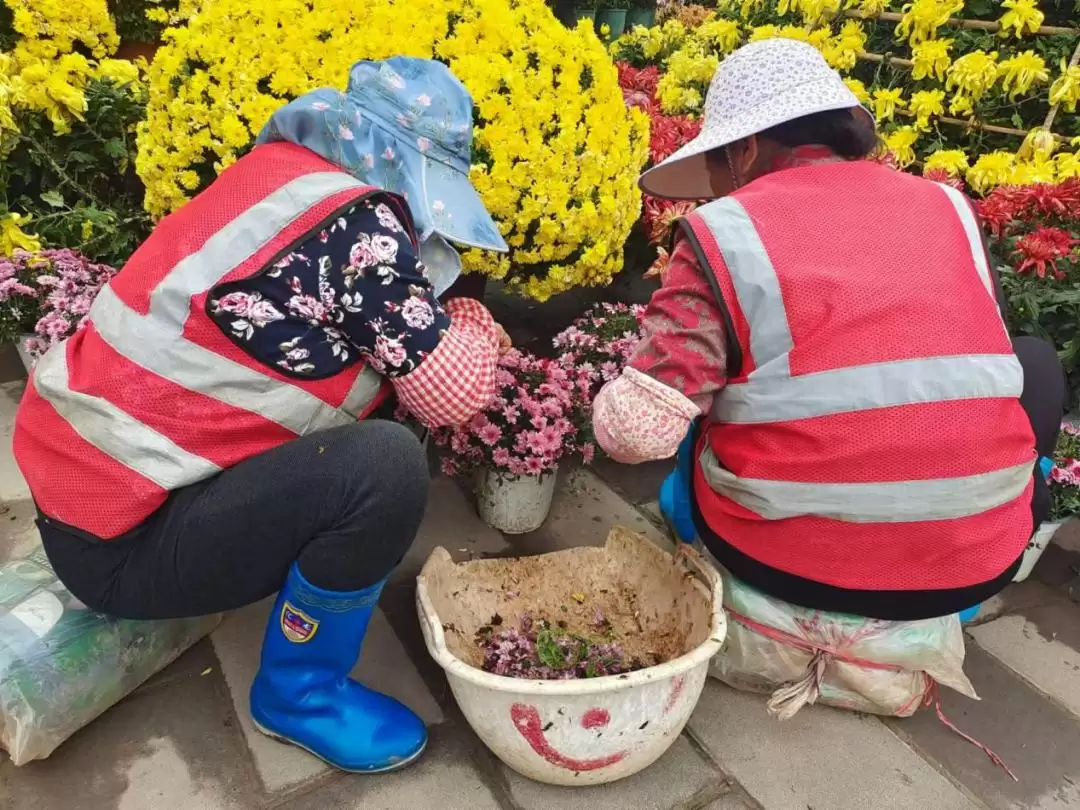 菊展园丁精心守护，以绣花功夫保障文明出行环境！插图1