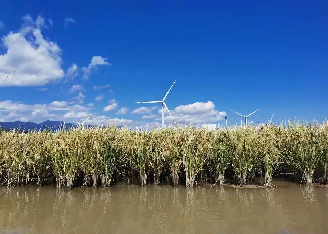 西昌大米浙江获奖，品质优良香飘千里获殊荣！插图4