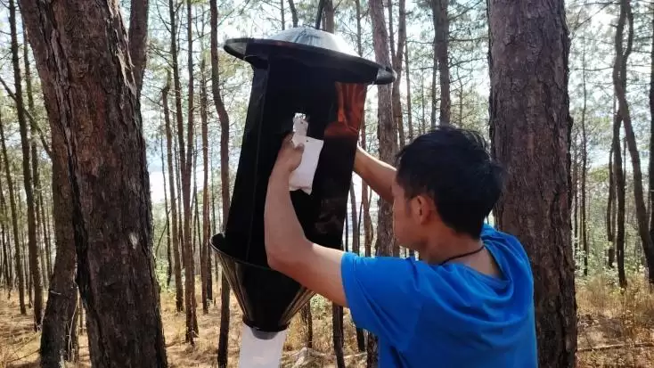 西昌全面完成泸山松材线虫防治，生态保护有成效！插图1