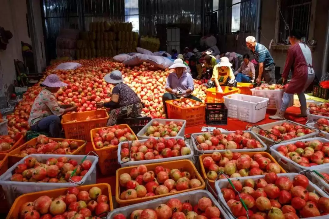 春华秋实又一年，西昌丰收盛景喜获丰收成果！插图15