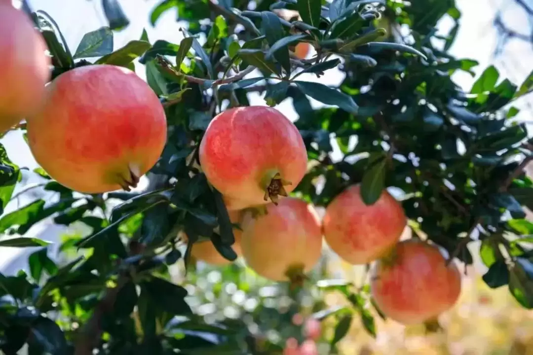 春华秋实又一年，西昌丰收盛景喜获丰收成果！插图14