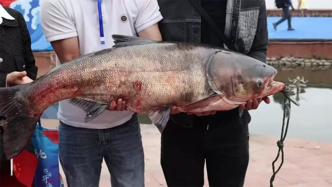 西昌邛海开海节盛大举行，568斤鱼王拍出高价88万！插图8